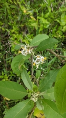 Solanum donianum