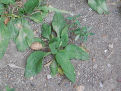 Plantago major