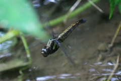 Orthetrum triangulare