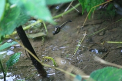 Orthetrum triangulare