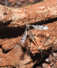 Tipula metacomet
