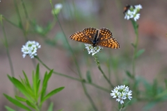 Melitaea athalia