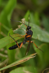 Diphyus quadripunctorius