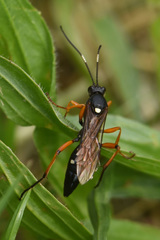 Diphyus quadripunctorius