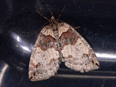 Hydriomena ruberata