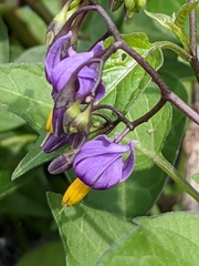 Solanum dulcamara
