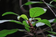 Ficus heteromorpha
