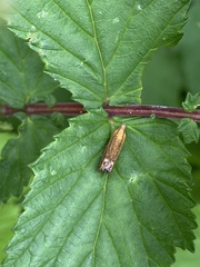 Lathronympha strigana