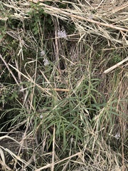 Lysimachia ephemerum