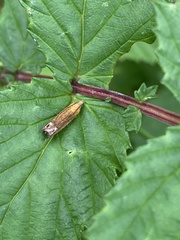 Lathronympha strigana