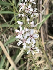 Lysimachia ephemerum