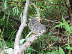 Emberiza spodocephala