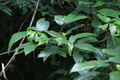 Ficus heteromorpha