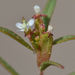 Gayophytum humile - Photo (c) 2012 Barry Breckling, algunos derechos reservados (CC BY-NC-SA)