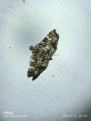 Chabula acamasalis