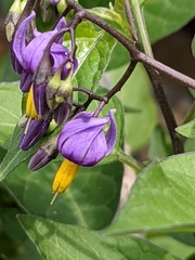 Solanum dulcamara