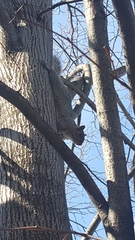 Sciurus carolinensis
