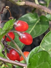 Solanum dulcamara