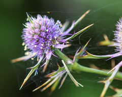 Eryngium hookeri