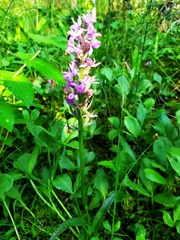 Dactylorhiza russowii
