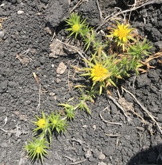 Centromadia parryi congdonii