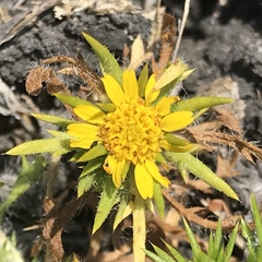 Centromadia parryi congdonii