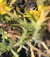 Centromadia parryi congdonii