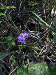 Polygala chapmanii