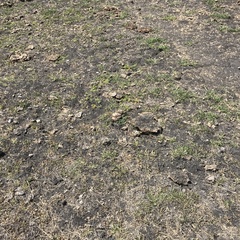 Centromadia parryi congdonii