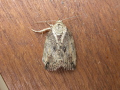Etanna breviuscula