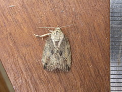 Etanna breviuscula