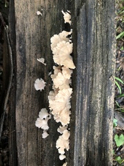 Schizophyllineae