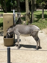 Equus zebra
