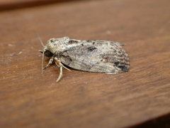 Etanna breviuscula