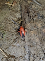 Coccobaphes frontifer