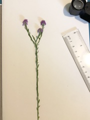Polygala chapmanii