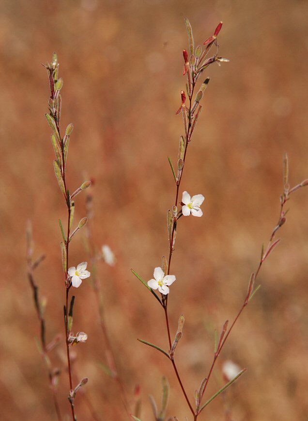 Gayophytum diffusum ssp. parviflorum