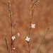 Gayophytum diffusum parviflorum - Photo (c) 2009 Barry Breckling, algunos derechos reservados (CC BY-NC-SA)