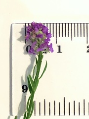 Polygala chapmanii