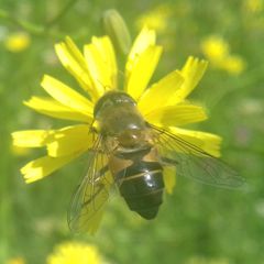Eristalis similis