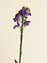 Polygala chapmanii