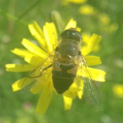 Eristalis similis