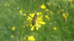 Eristalis similis