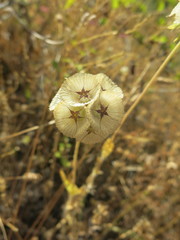 Lomelosia stellata