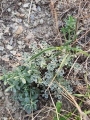 Odontarrhena obtusifolia