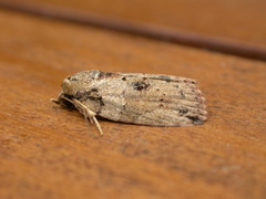 Etanna breviuscula