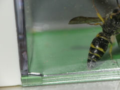 Ancistrocerus longispinosus