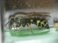 Ancistrocerus longispinosus