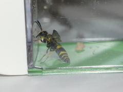 Ancistrocerus longispinosus