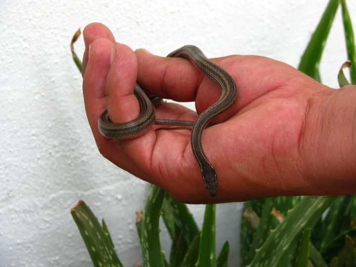 Western Graceful Brown Snake